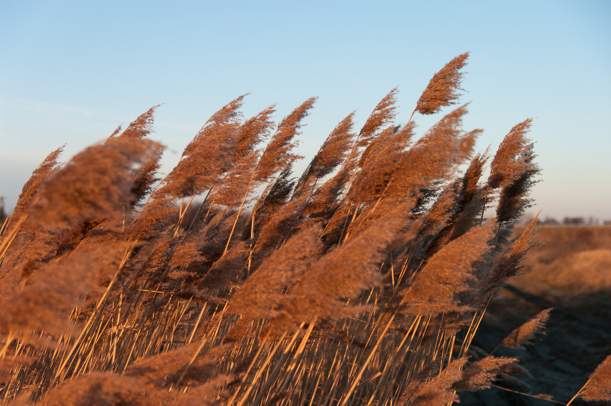 Pentax K20D sample photo. Morning light photography