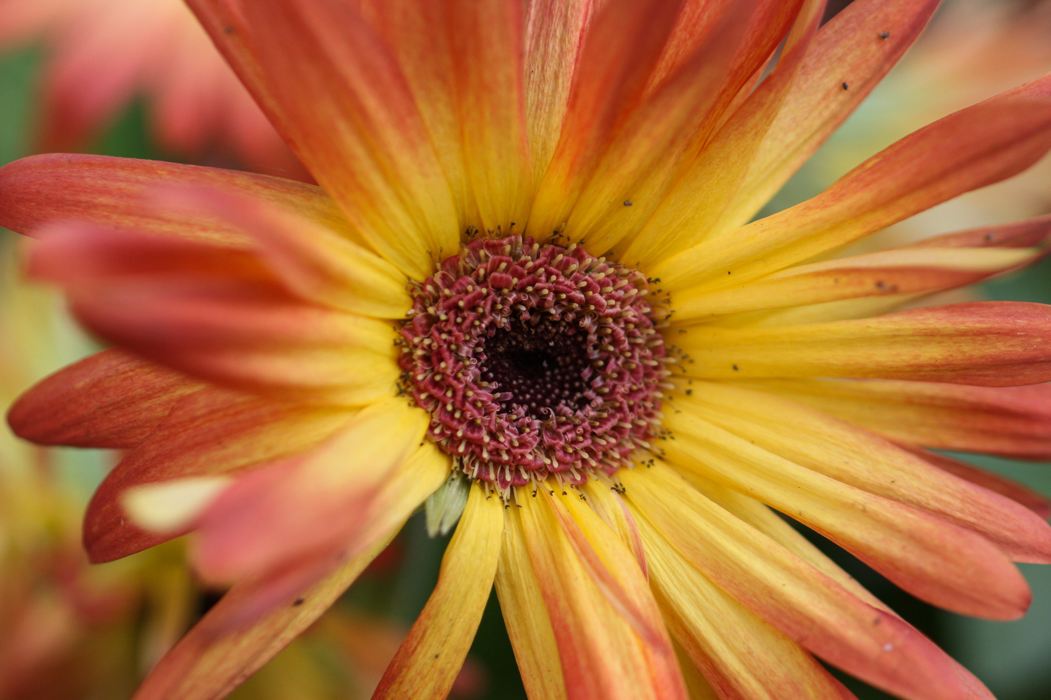 Canon EF 100mm F2.8 Macro USM sample photo. Flower photography