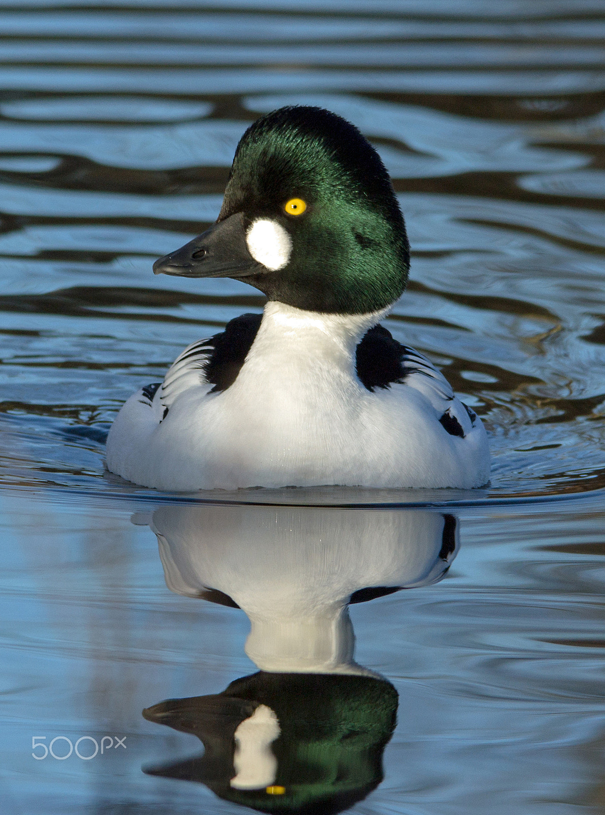 Sigma 150-500mm F5-6.3 DG OS HSM sample photo. Goldeneye photography