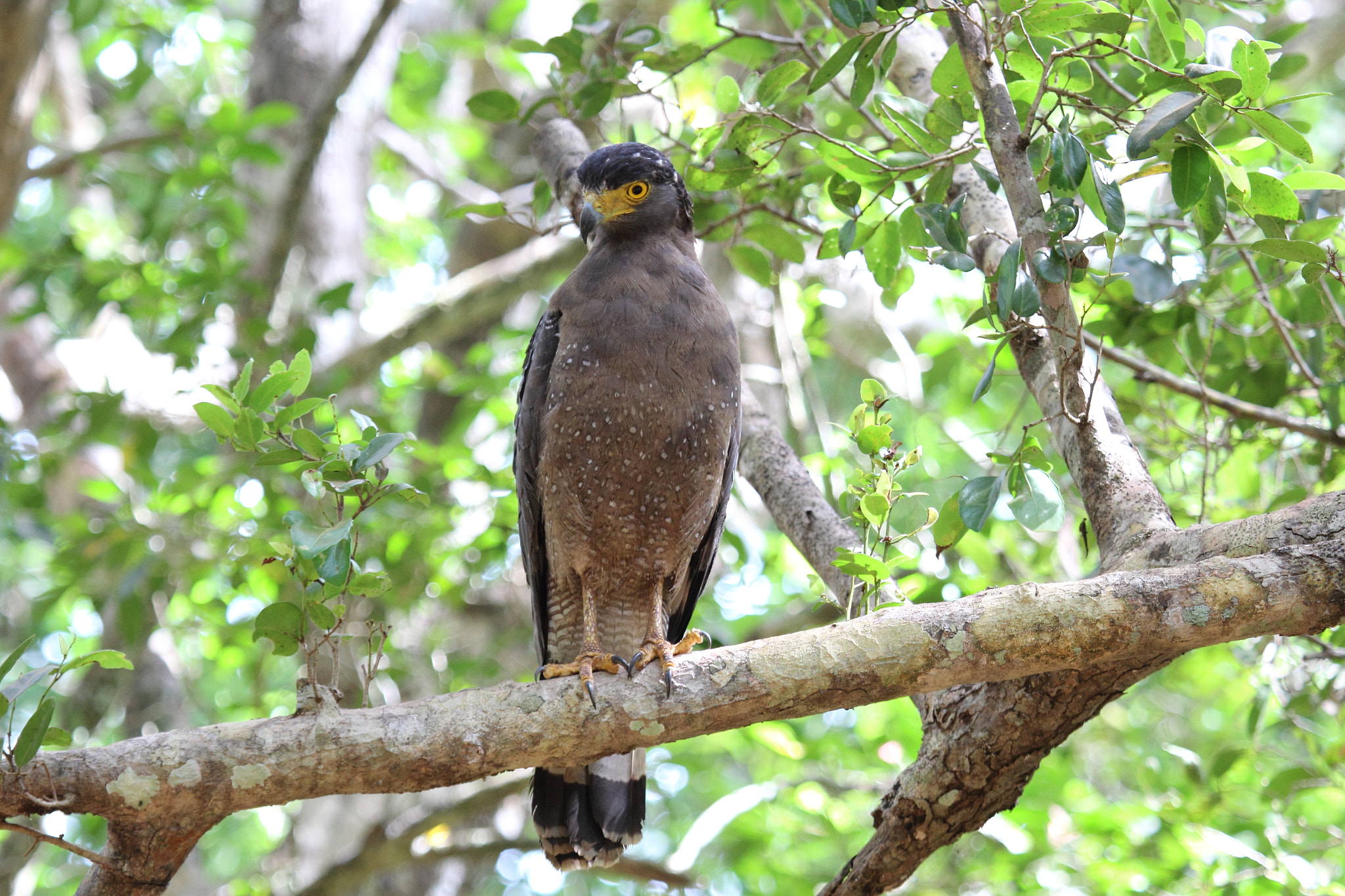 Canon EOS 600D (Rebel EOS T3i / EOS Kiss X5) + Canon EF 100-400mm F4.5-5.6L IS USM sample photo. Crested serpent eagle photography