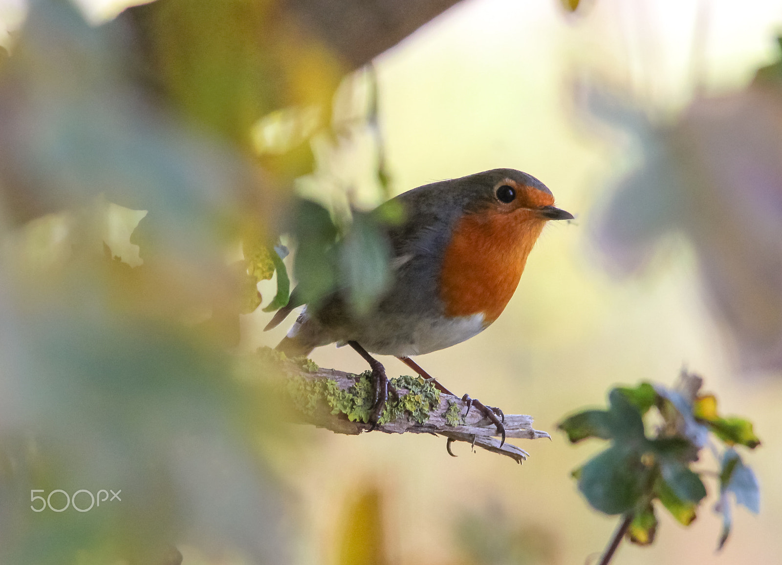 Sigma 150-500mm F5-6.3 DG OS HSM sample photo. Robin photography