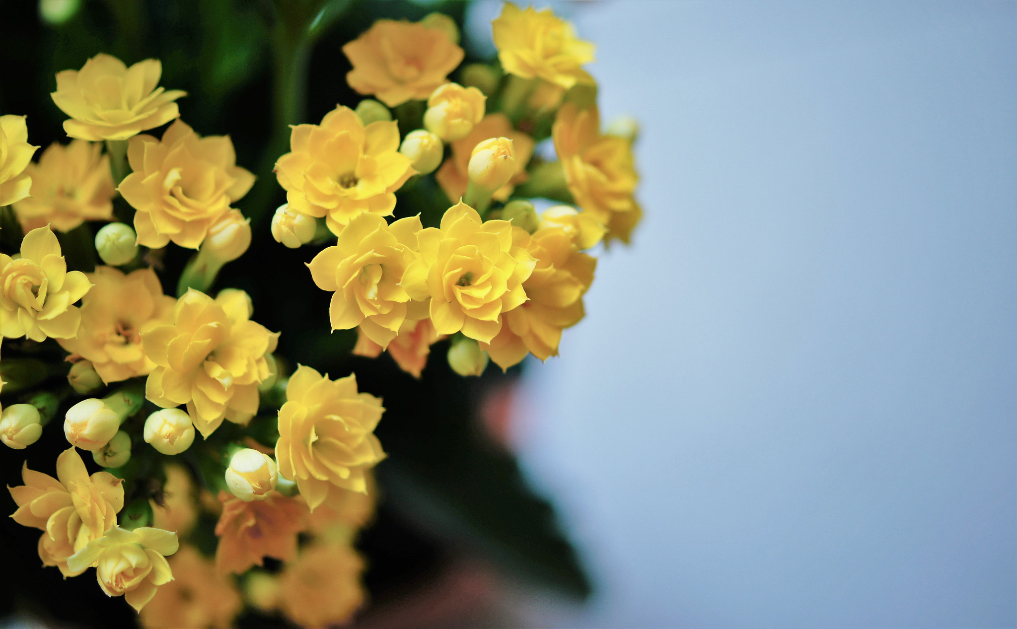 Sony SLT-A35 + Sony DT 30mm F2.8 Macro SAM sample photo. Gorgeous yellow flowers photography
