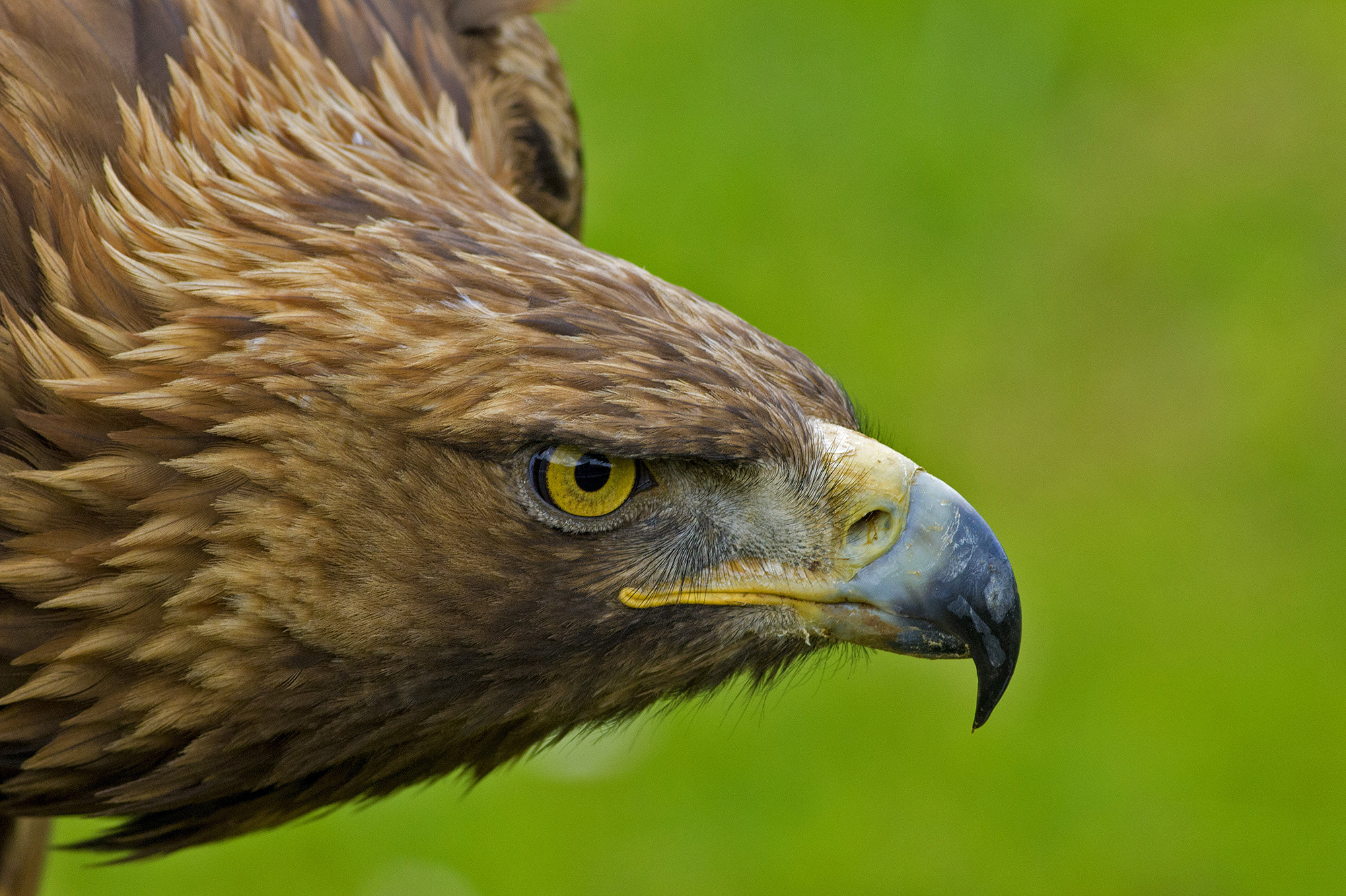 Canon EOS 60D + Canon EF 400mm F5.6L USM sample photo. Golden eagle photography