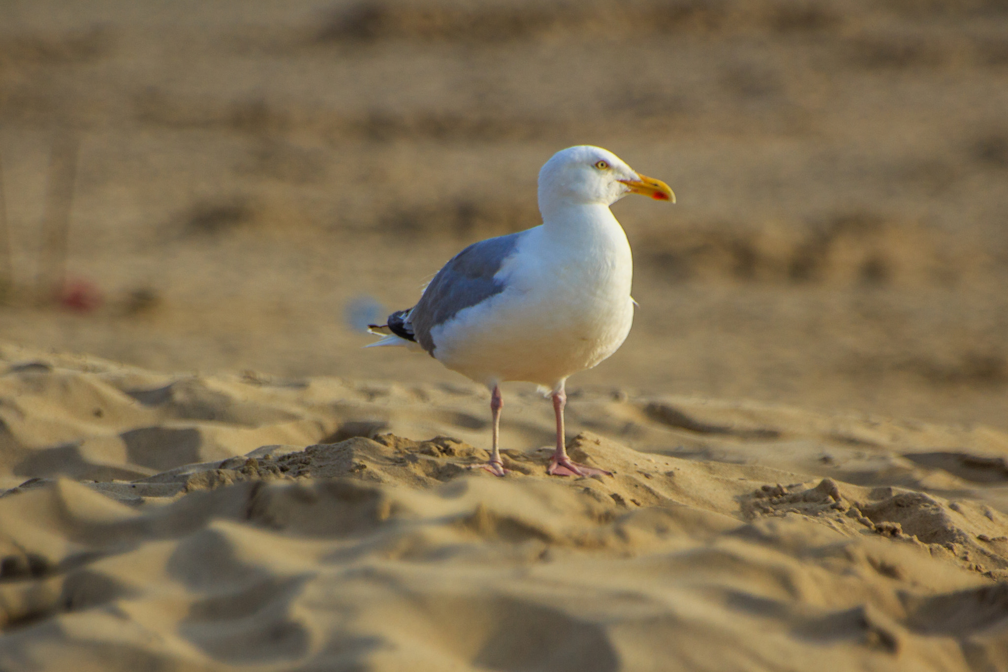 Sigma 70-300mm F4-5.6 APO DG Macro sample photo. Seagull photography