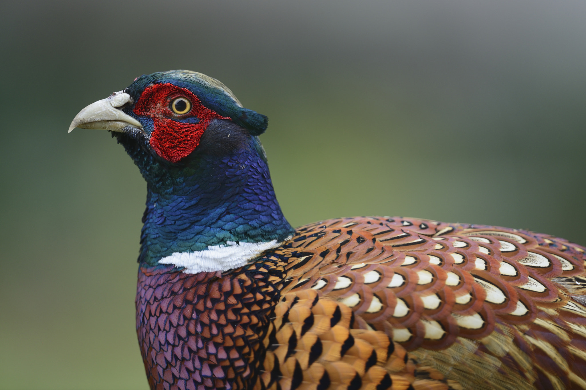 Nikon D800 + Nikon AF-S Nikkor 600mm F4G ED VR sample photo. Fasan photography