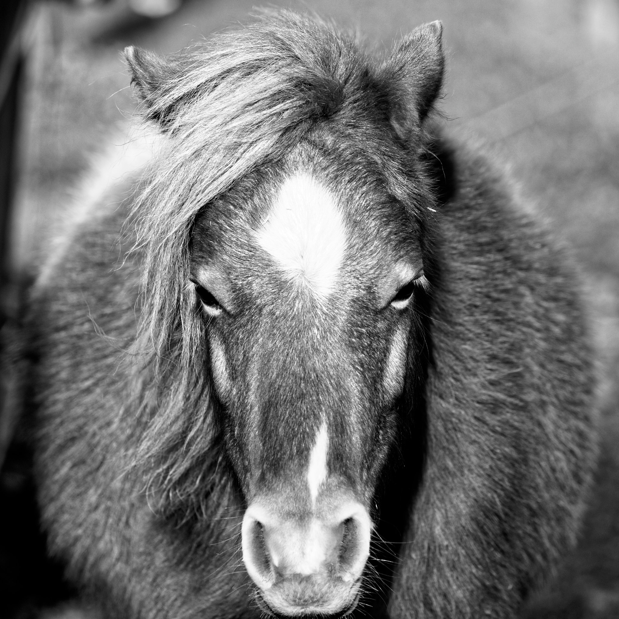 Canon EOS 760D (EOS Rebel T6s / EOS 8000D) + Canon EF 70-200mm F4L IS USM sample photo. Black and white pony photography