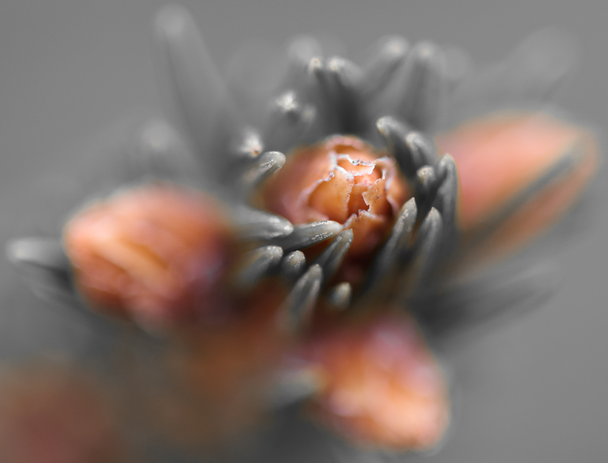 Canon EF 100mm F2.8 Macro USM sample photo. Transformers photography