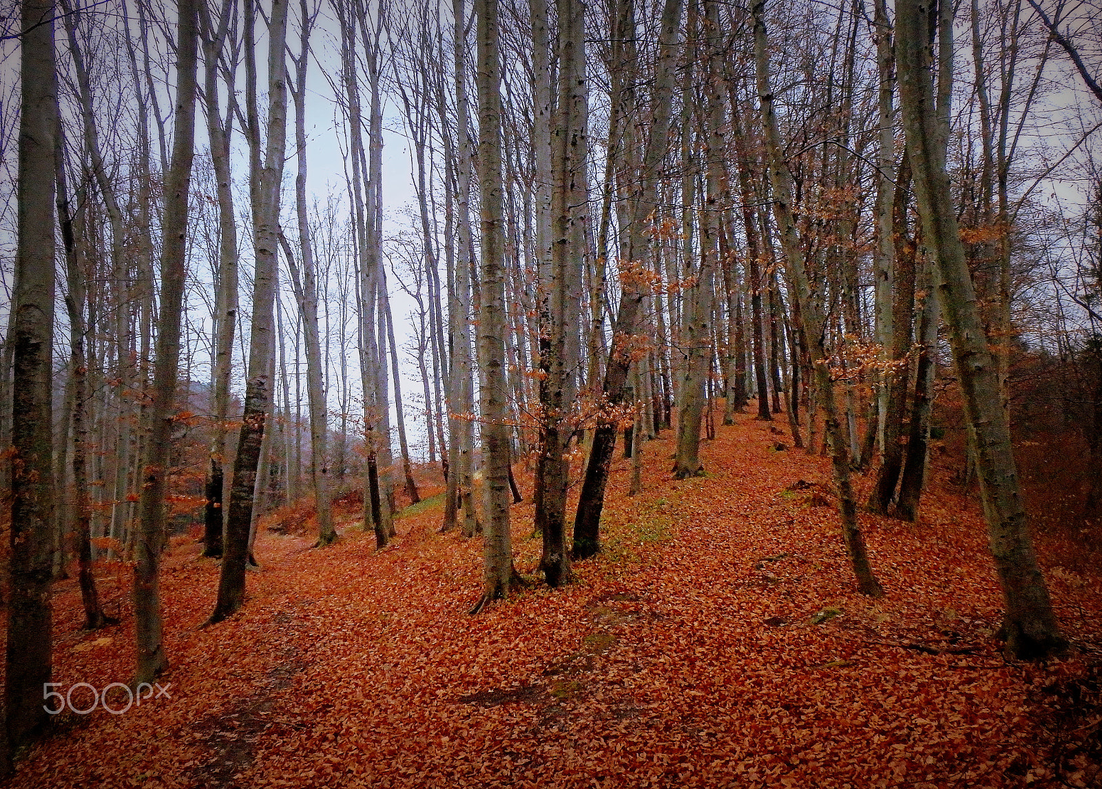 Olympus TG-830 sample photo. February in slovenia photography