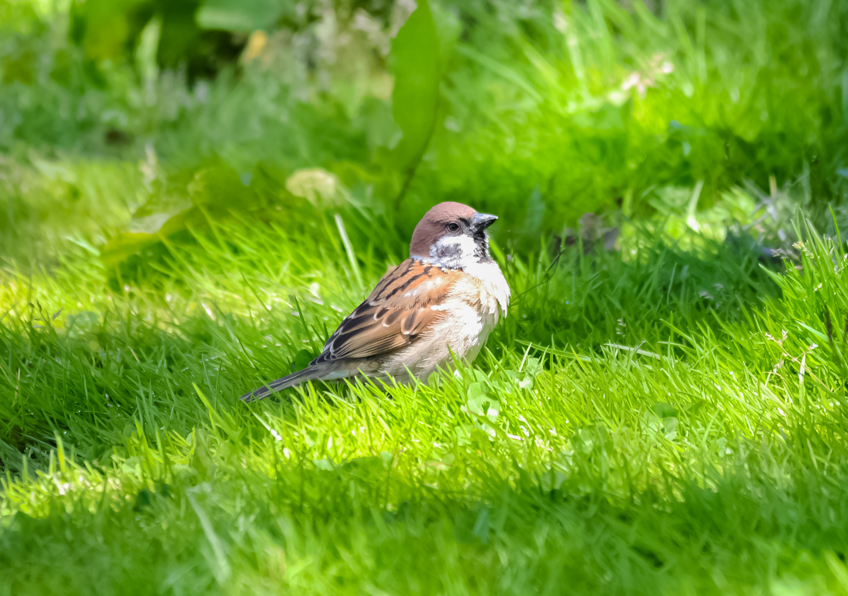 Sigma 150-500mm F5-6.3 DG OS HSM sample photo. すずめ photography
