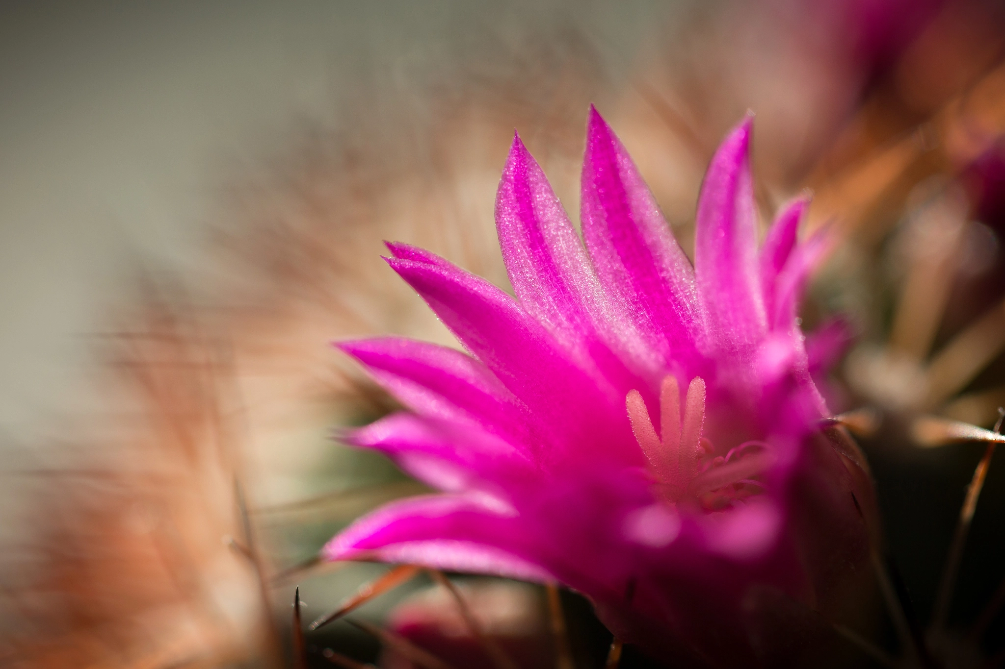 Canon EOS 6D + Canon EF 100mm F2.8 Macro USM sample photo. Kaktusblüte photography