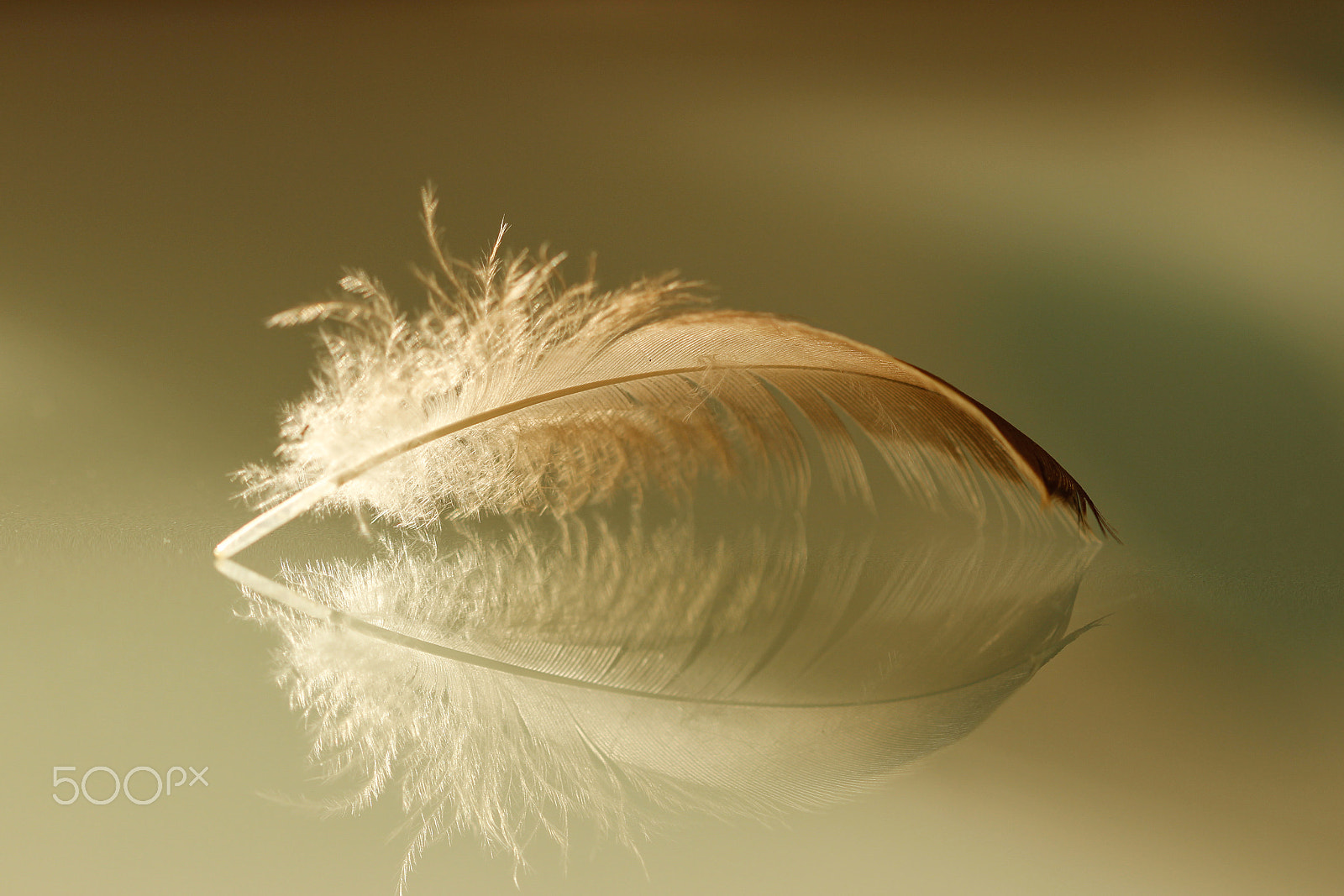 Canon EOS 60D + Canon EF 100mm F2.8 Macro USM sample photo. Feather photography