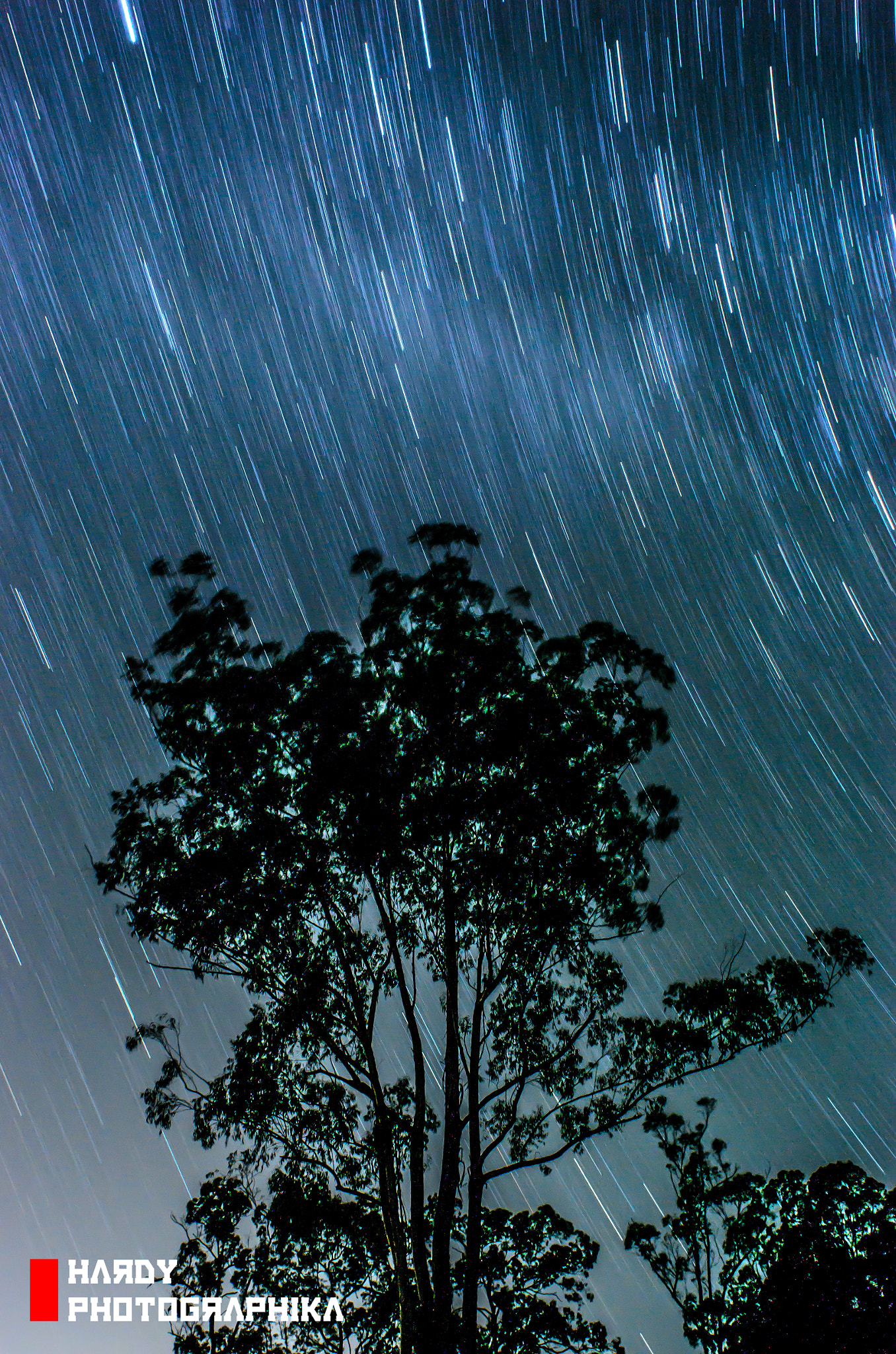 Nikon D7000 + Nikon AF Nikkor 20mm F2.8D sample photo. Sale yards tree witth stars photography