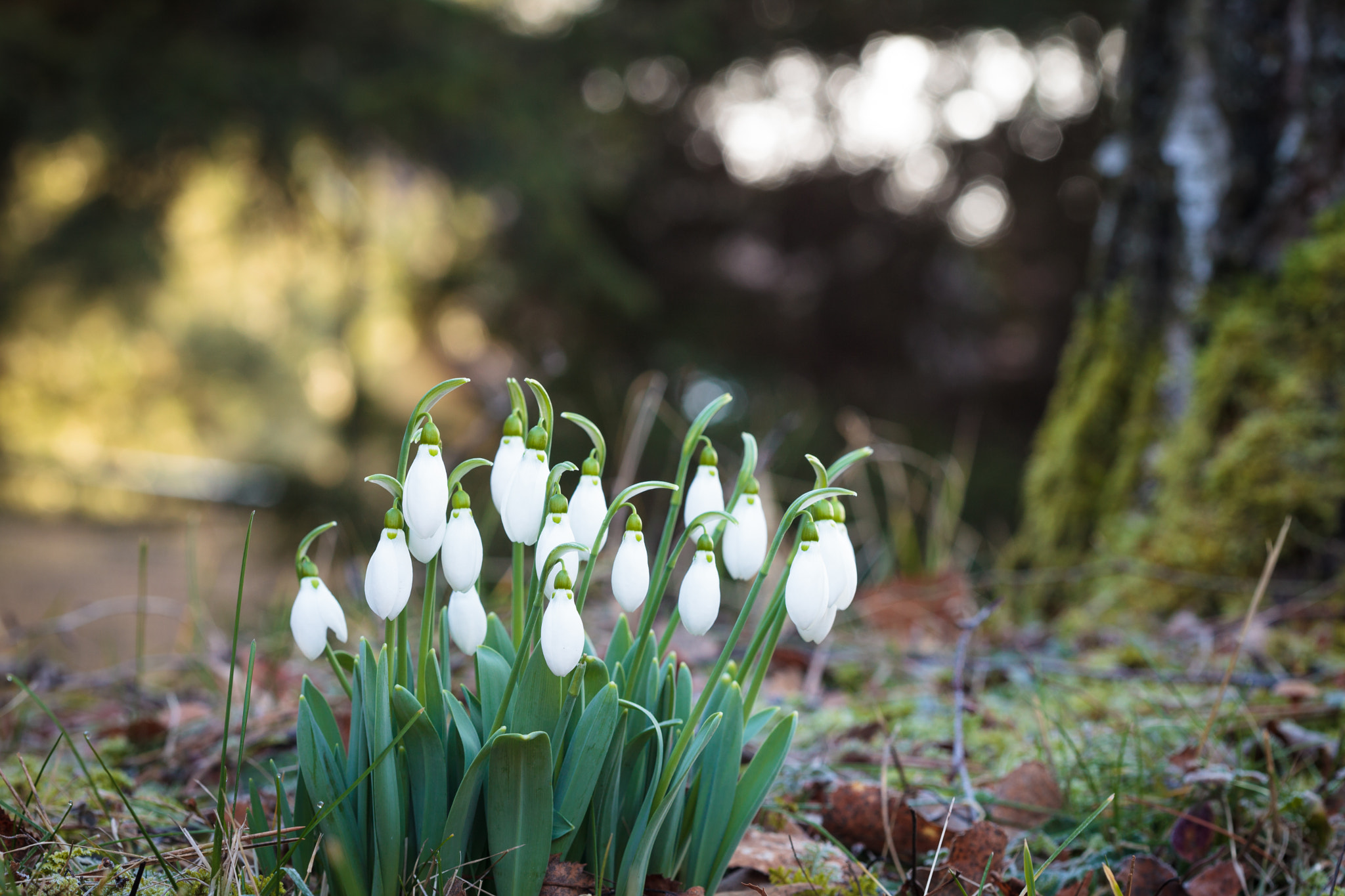 Canon EF 100mm F2.8 Macro USM sample photo. Snowdrops in the courtyard photography