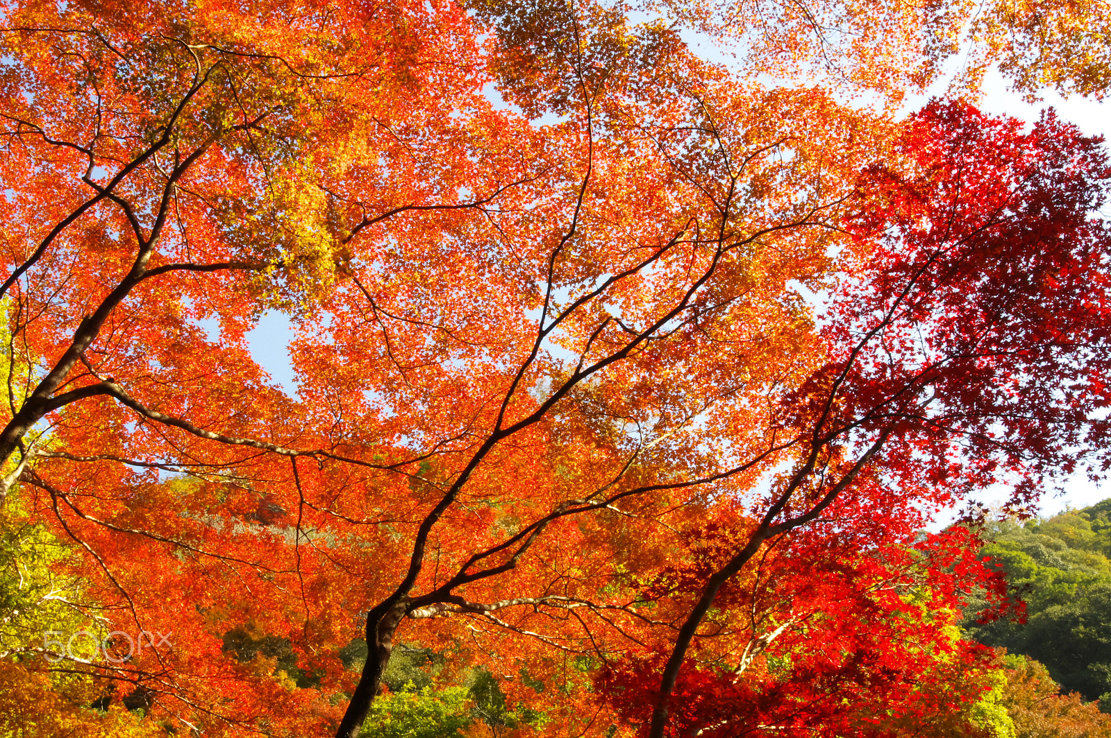 Pentax K-3 sample photo. Red and orange autumn photography