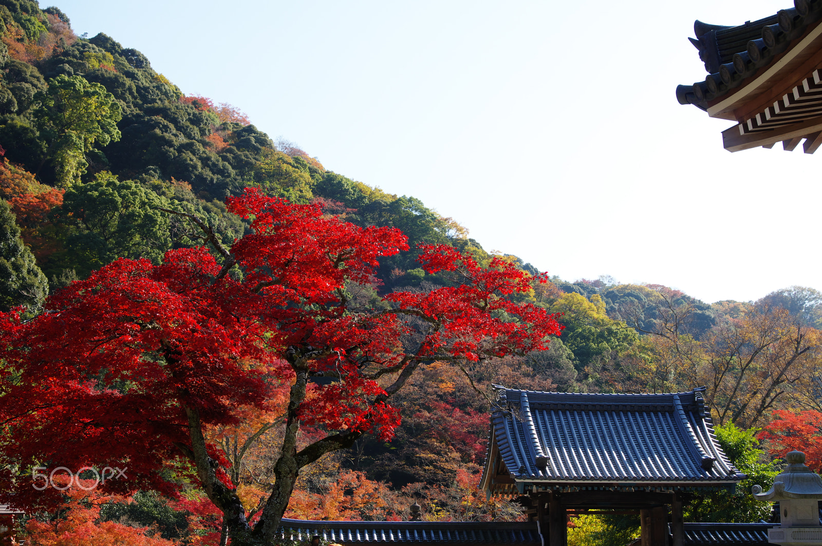 Pentax K-3 sample photo. Red tree, temple gate photography