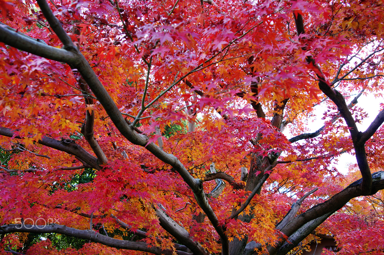 Pentax K-3 sample photo. Red maples photography