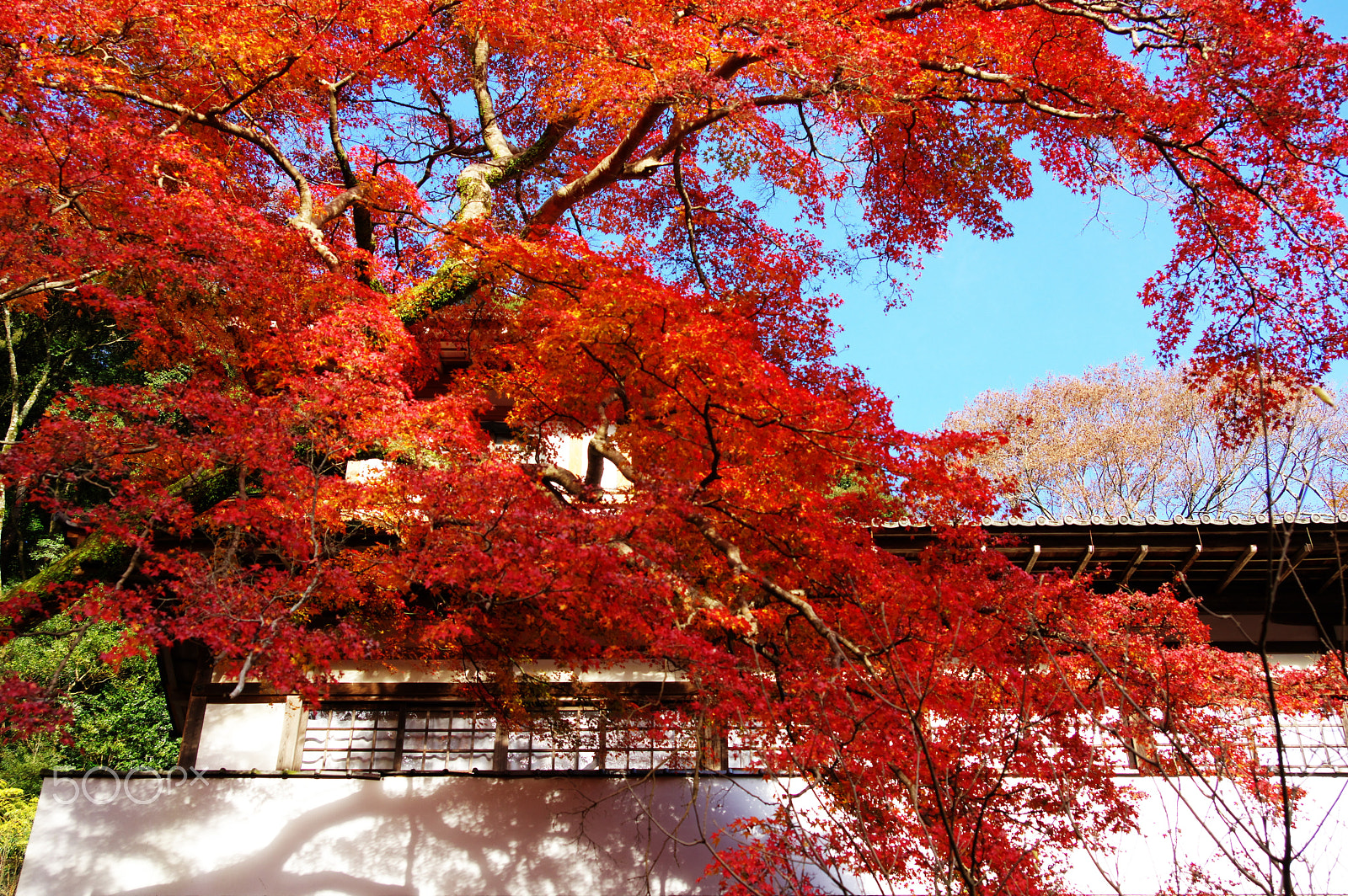 Pentax K-3 sample photo. Red tree, white wall photography