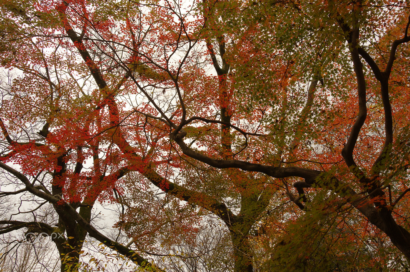 Pentax K-3 sample photo. Grey, red, green photography