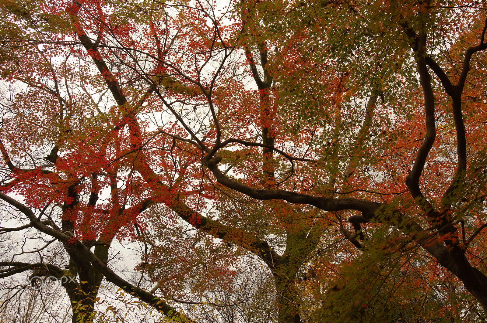 Pentax K-3 + HD Pentax-DA 20-40mm F2.8-4 ED Limited DC WR sample photo. Grey, red, green photography