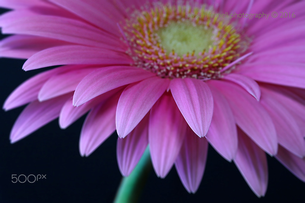 Canon EF 100mm F2.8 Macro USM sample photo. Pink gerbera daisy ii photography