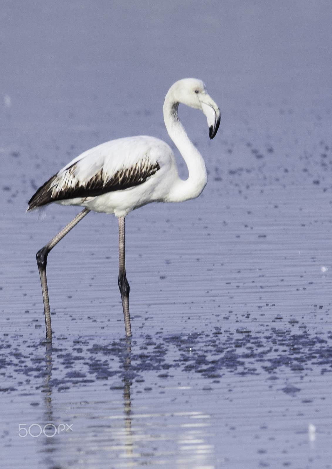 Sigma 150-500mm F5-6.3 DG OS HSM sample photo. Flamingo photography