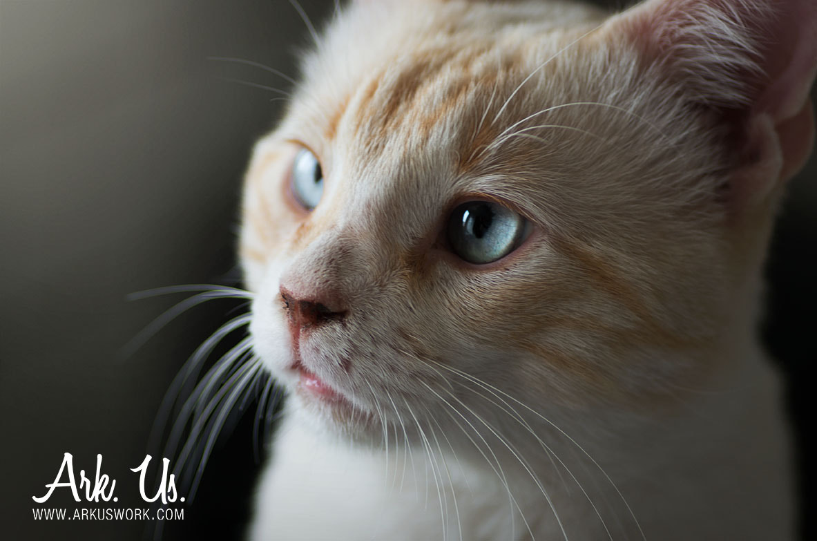 Pentax smc D-FA 100mm F2.8 Macro WR sample photo. Tibiscuit photography