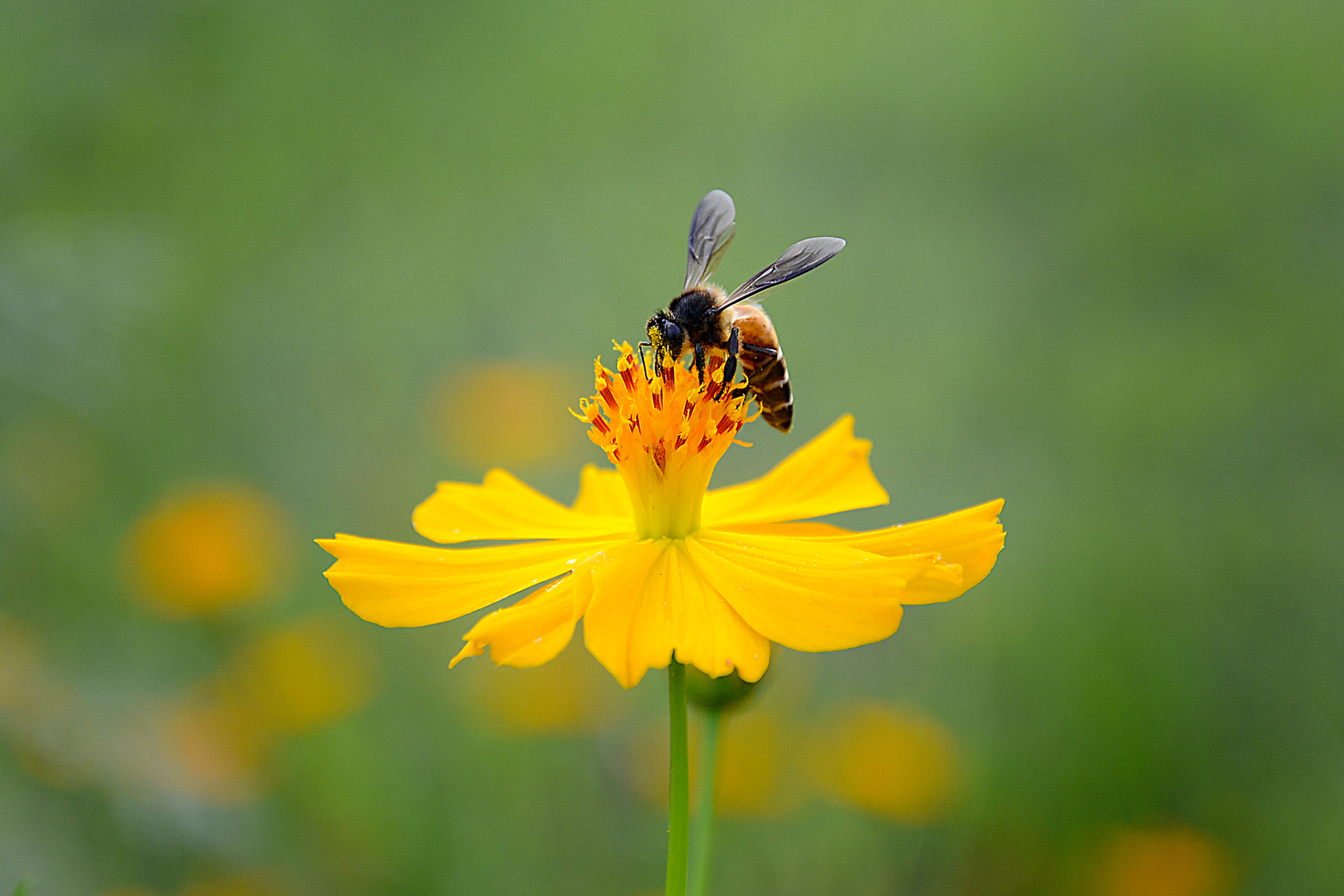 Nikon D7000 + Nikon PC-E Nikkor 24mm F3.5D ED Tilt-Shift sample photo. Made for eachother photography