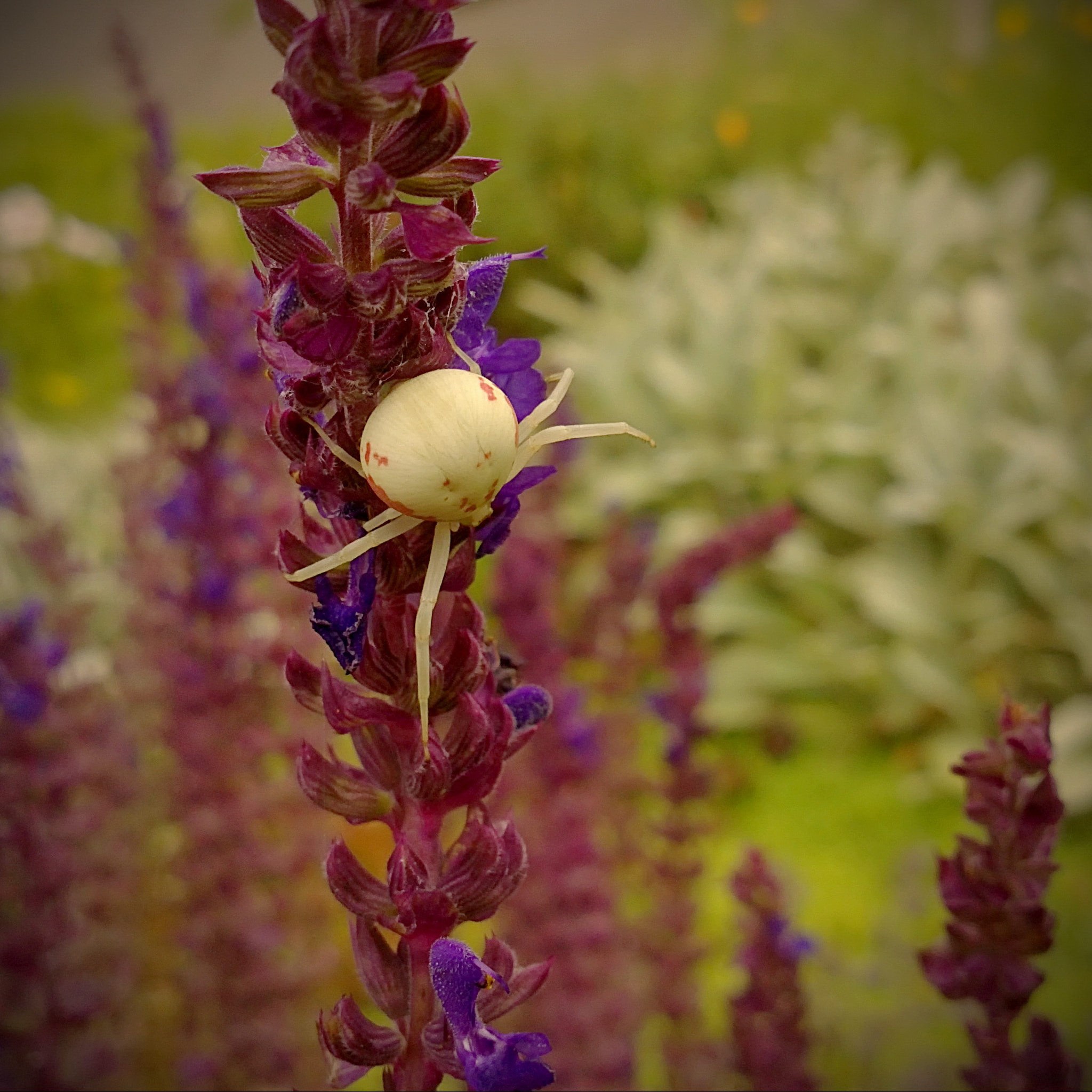 Sony Ericsson U5i sample photo. паук photography