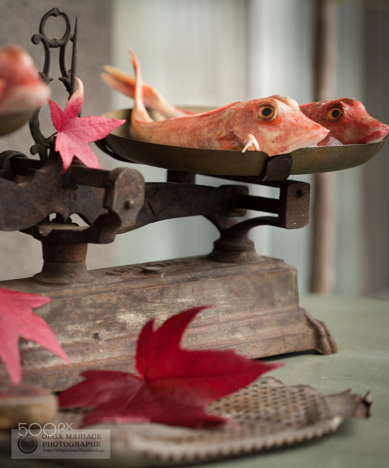 Canon EOS 6D + Canon EF 100mm F2.8 Macro USM sample photo. Poisson rouge photography