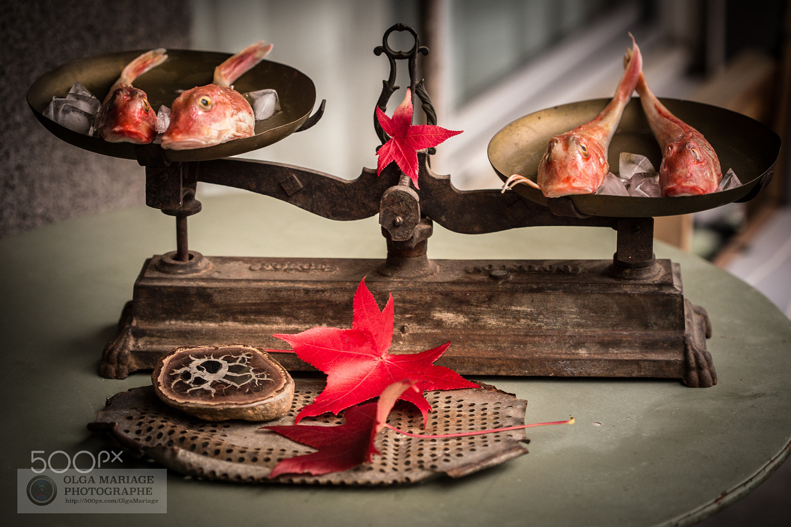 Canon EOS 6D + Canon EF 100mm F2.8 Macro USM sample photo. Poisson rouge photography