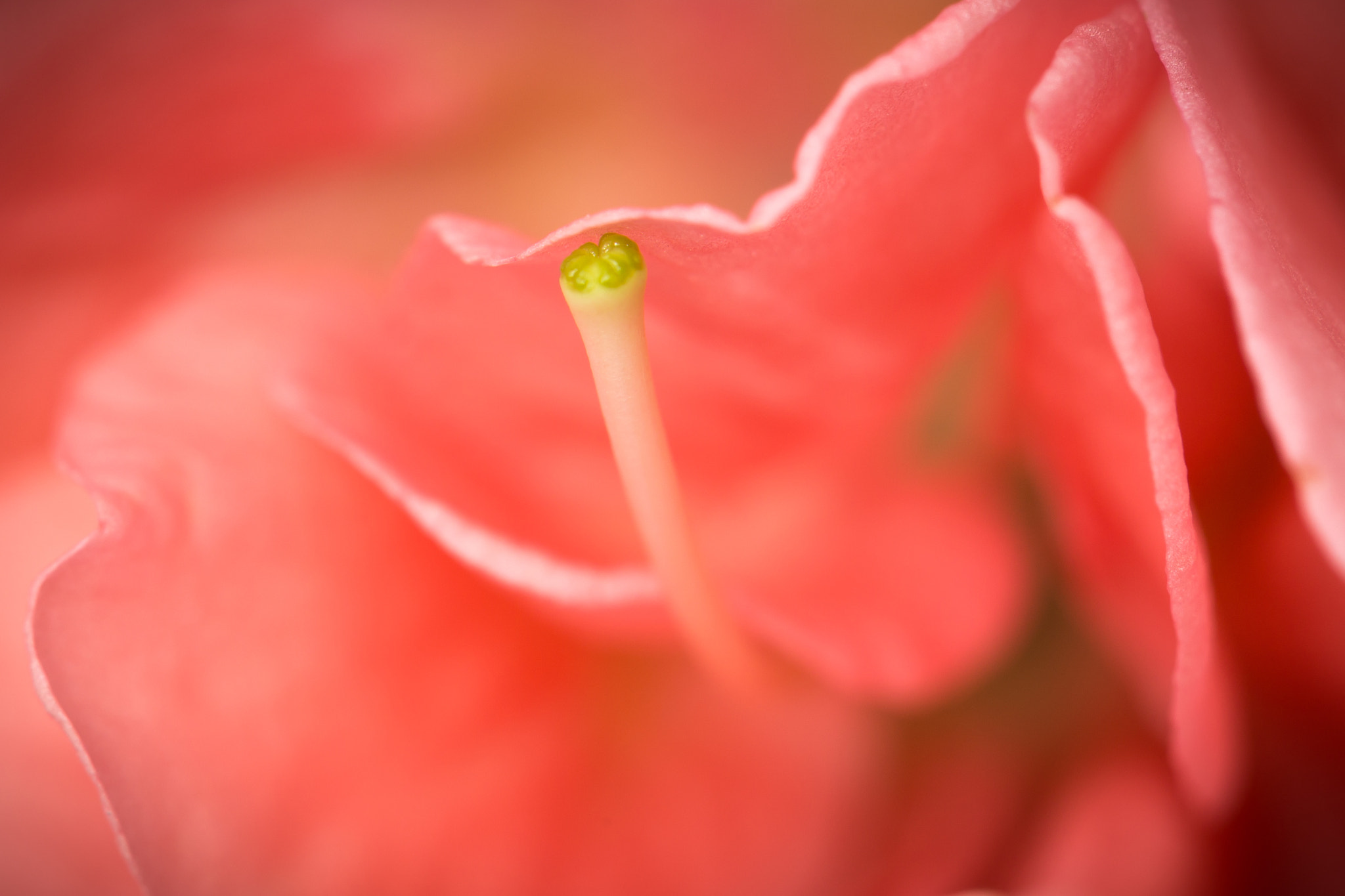 Canon EOS 6D + Canon EF 100mm F2.8 Macro USM sample photo. Pink photography
