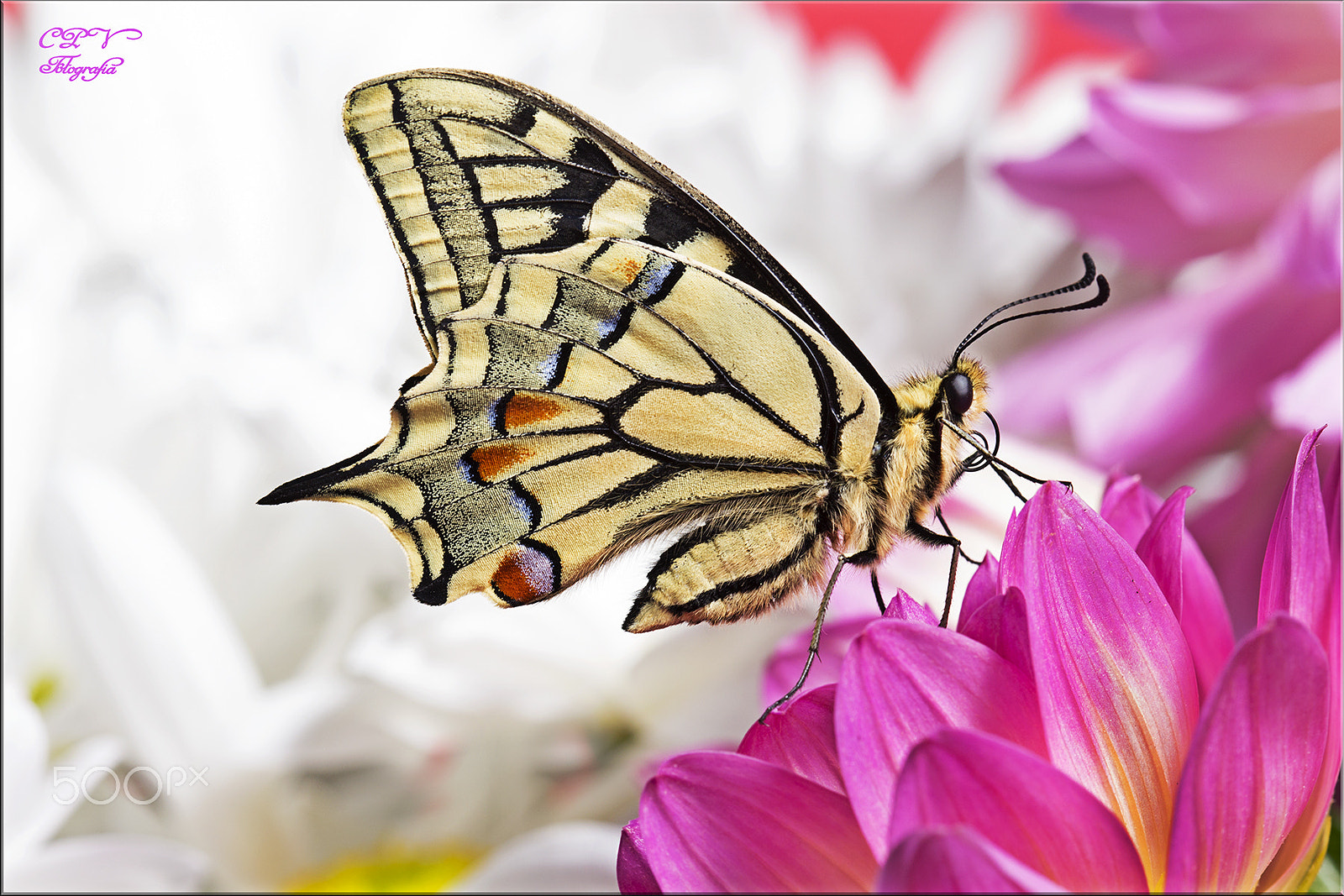 Canon EF 100mm F2.8 Macro USM sample photo. Papilio macaon hd photography