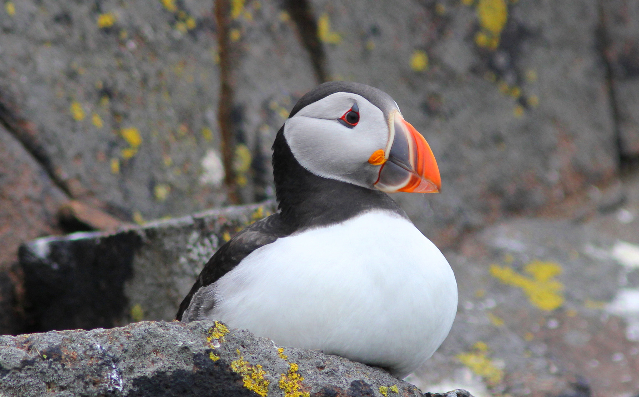 Canon EF 300mm F4L IS USM sample photo. Puffin photography