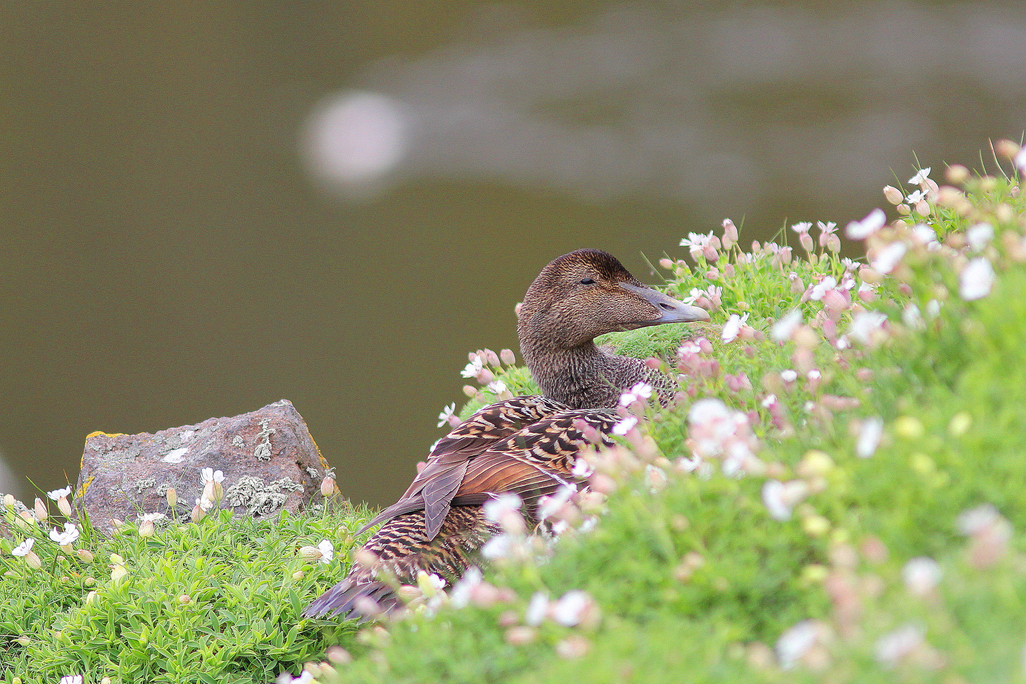 Canon EF 300mm F4L IS USM sample photo. Female eider on nest photography