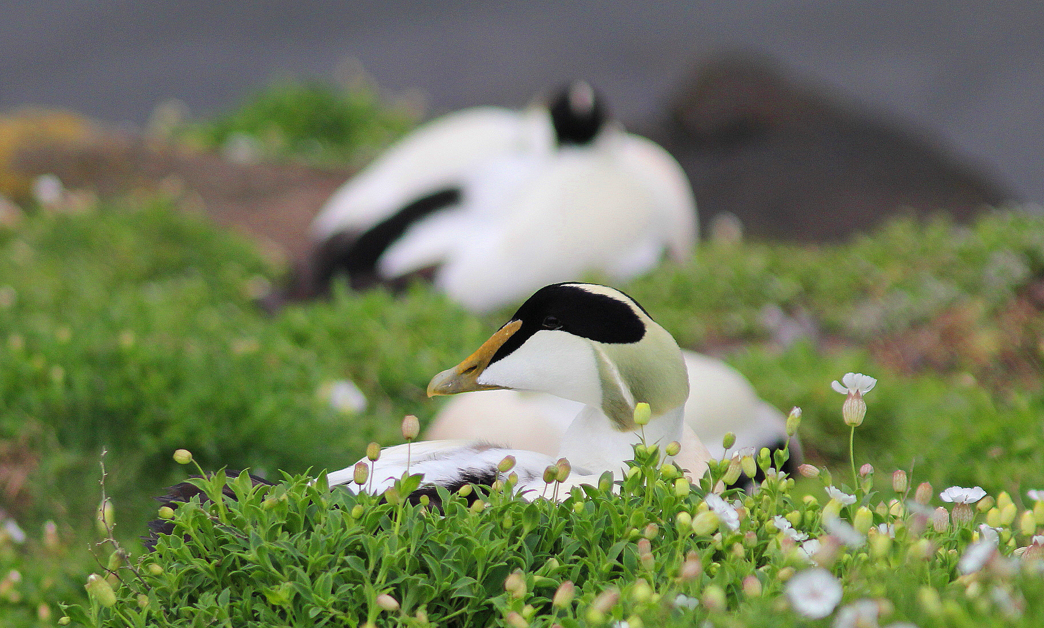 Canon EF 300mm F4L IS USM sample photo. Male eider on nest photography