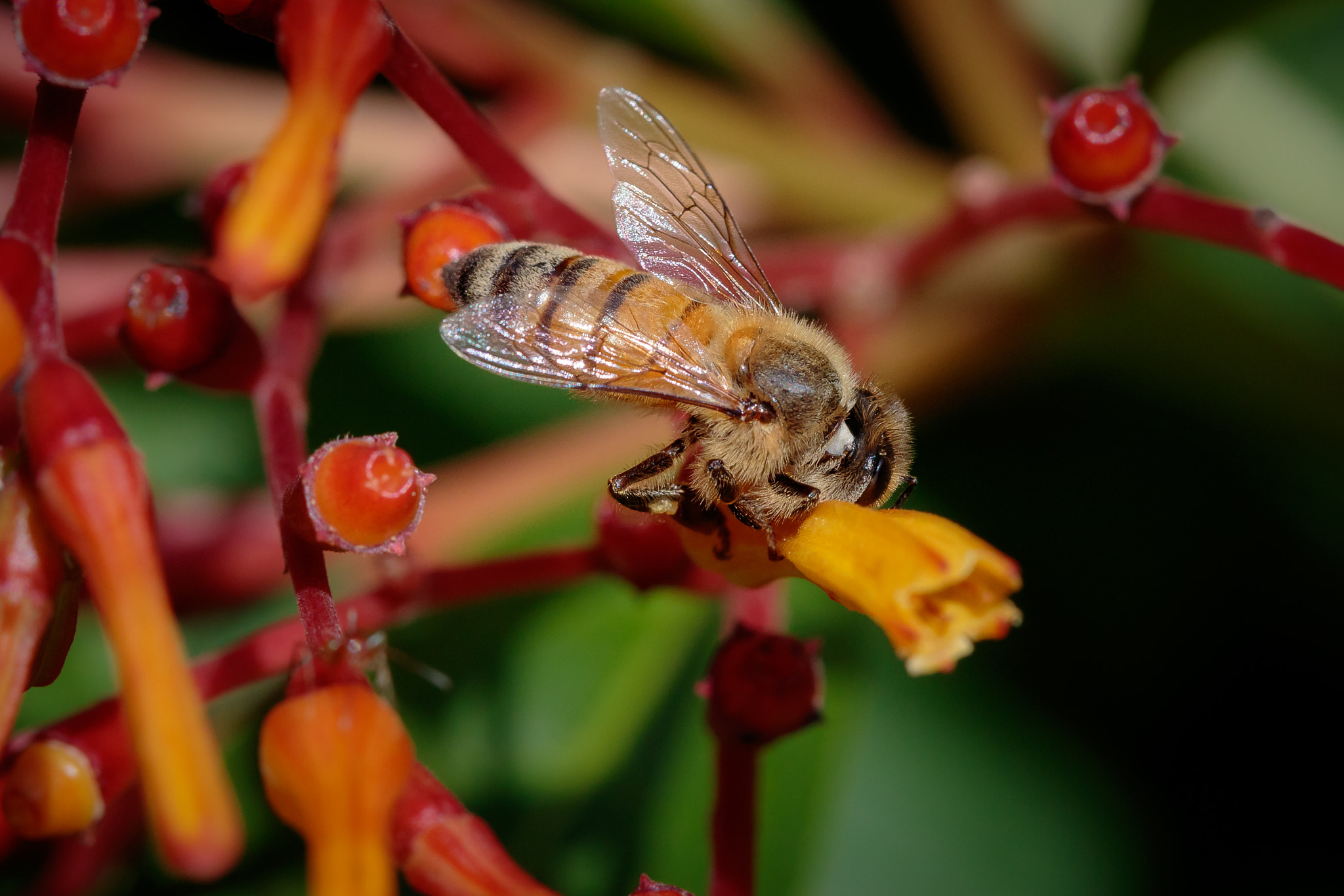 Canon EF 100mm F2.8 Macro USM sample photo. Honey bee photography