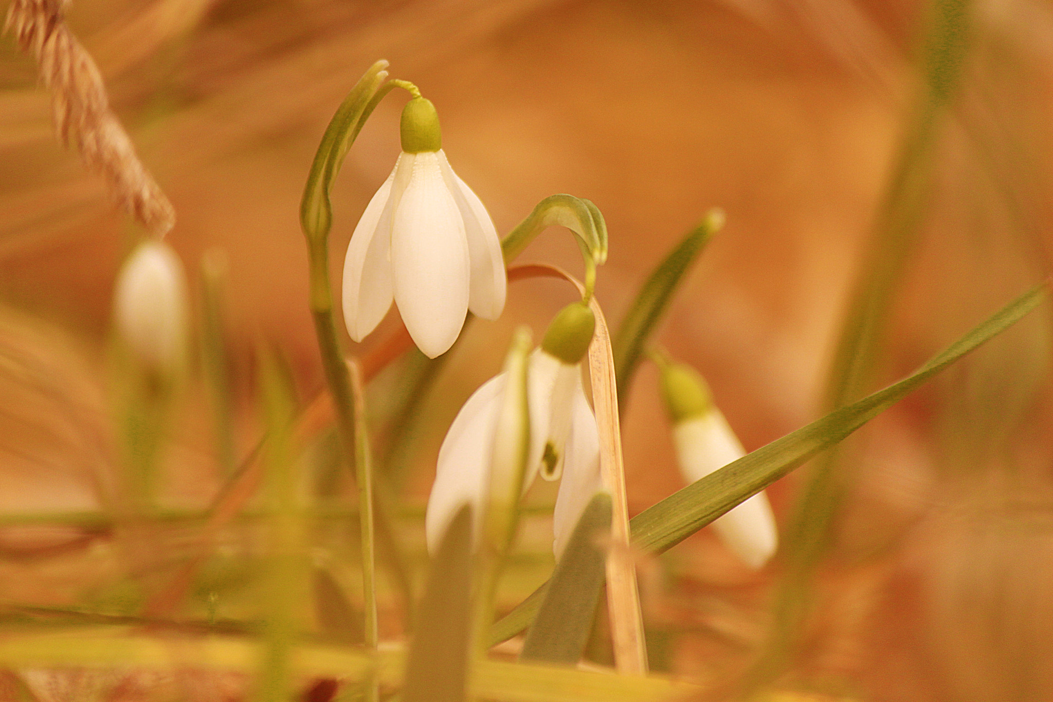 Canon EOS 500D (EOS Rebel T1i / EOS Kiss X3) sample photo. Whisper of spring photography