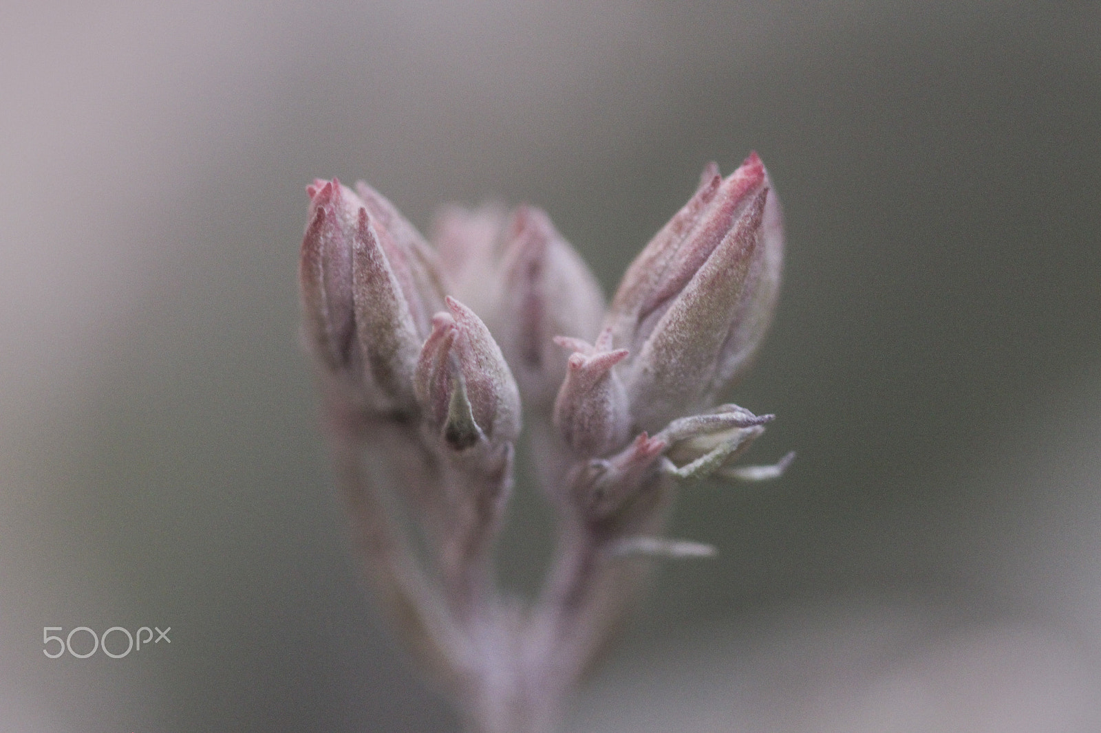 Sigma 105mm F2.8 EX DG OS HSM sample photo. Patiently waiting photography