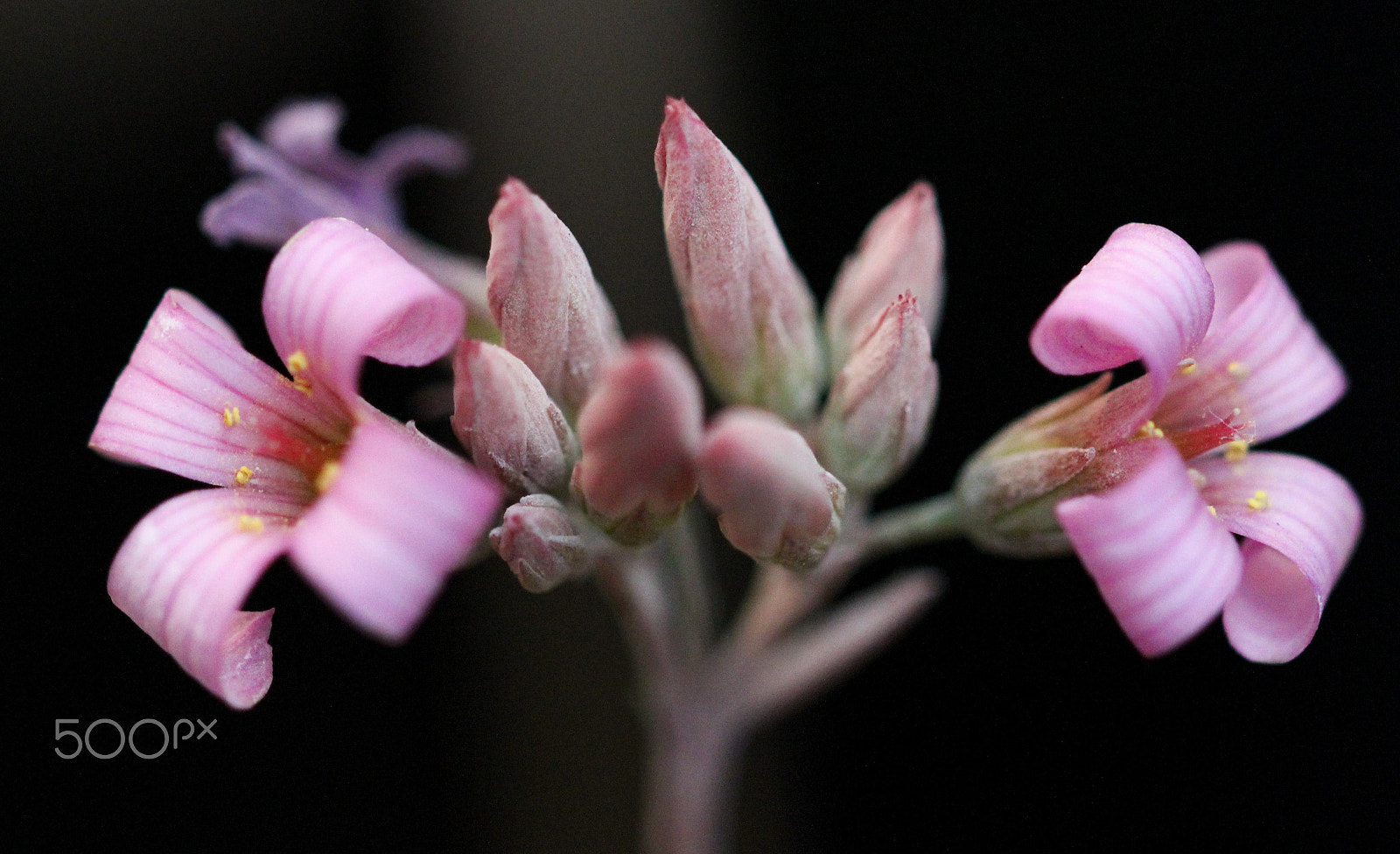 Sigma 105mm F2.8 EX DG OS HSM sample photo. Blossom! photography