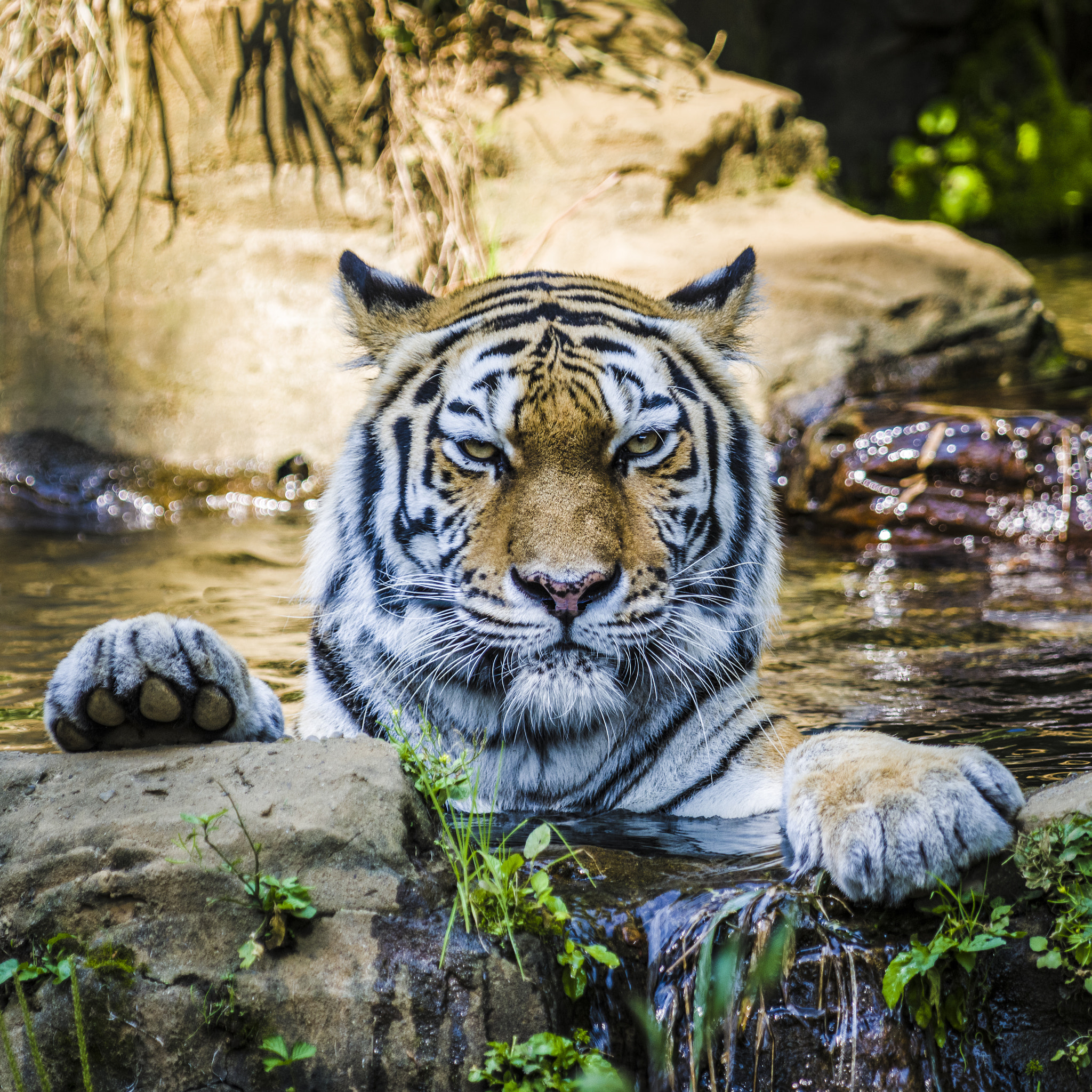 Pentax 645Z sample photo. Taking a bath photography