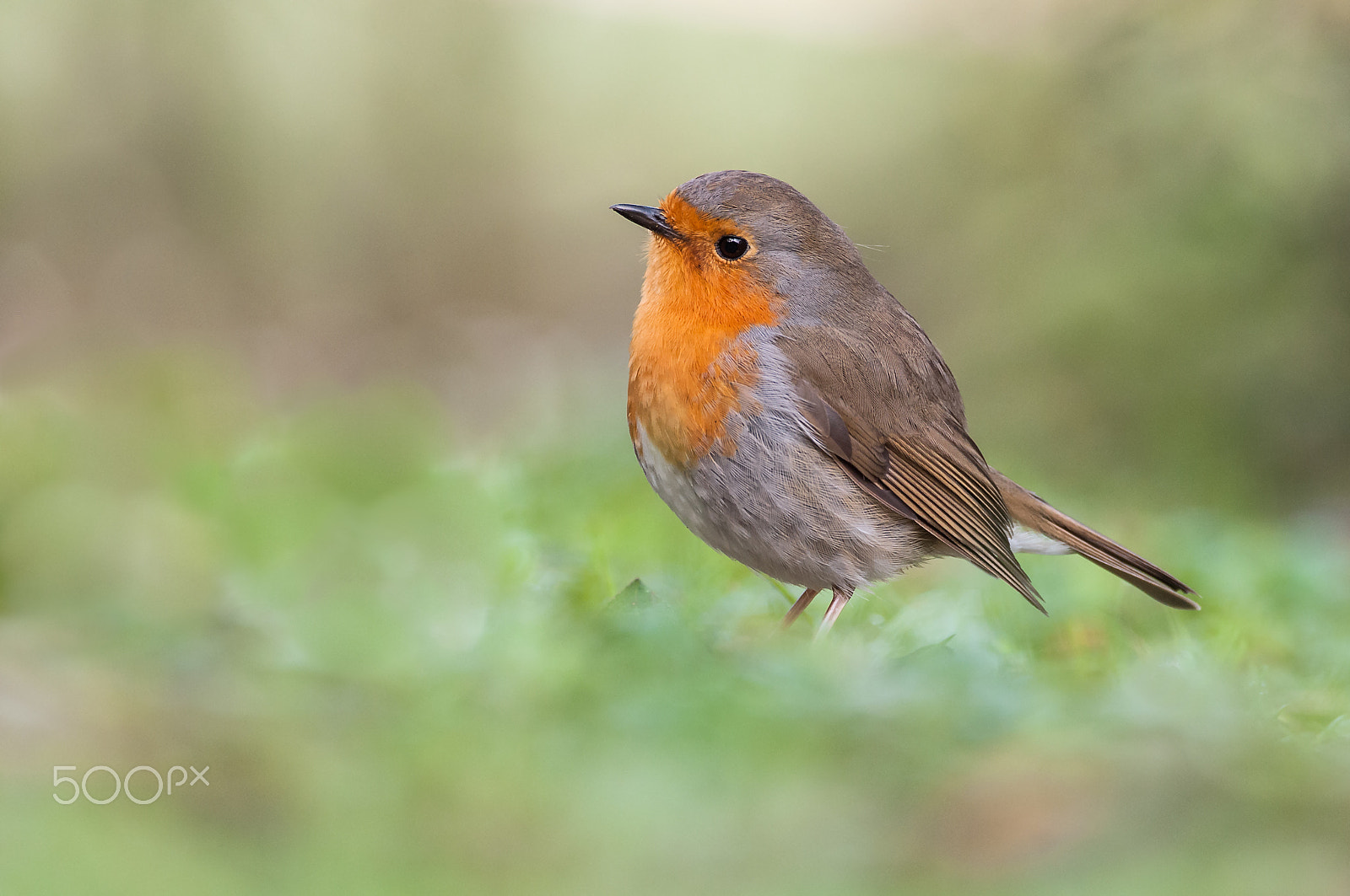Sigma 120-300mm F2.8 EX DG HSM sample photo. Robin (rotkehlchen) photography