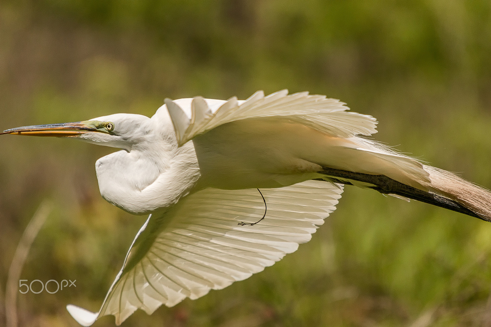 Sigma 50-500mm f/4-6.3 APO HSM EX sample photo. Great white egret flying branch to nest photography