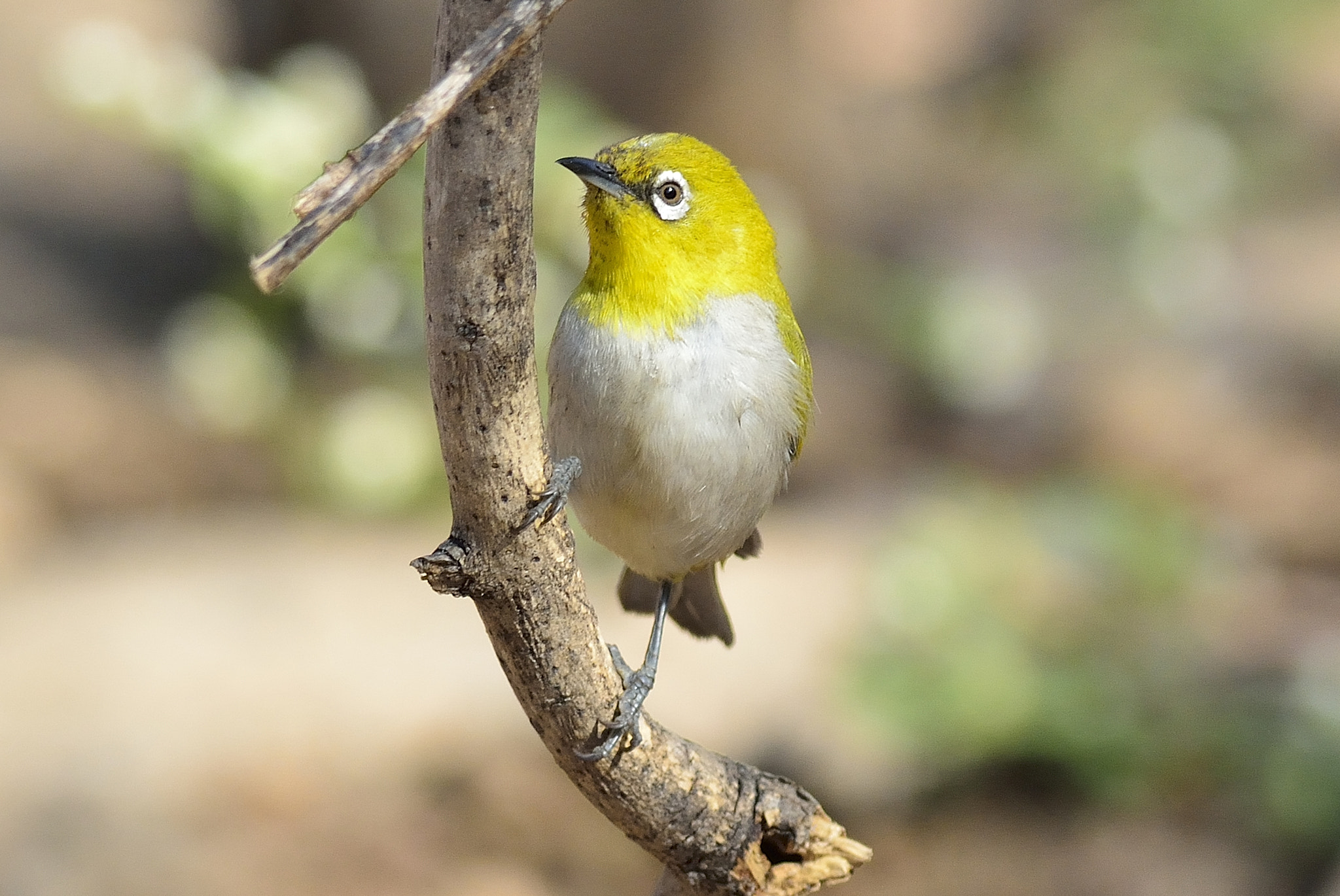 Nikon D5200 + Nikon AF-S Nikkor 300mm F4D ED-IF sample photo. White eye! photography