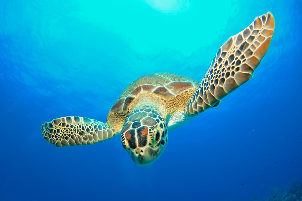 Baby Green Sea Turtle by Charlie Reaney on 500px.com