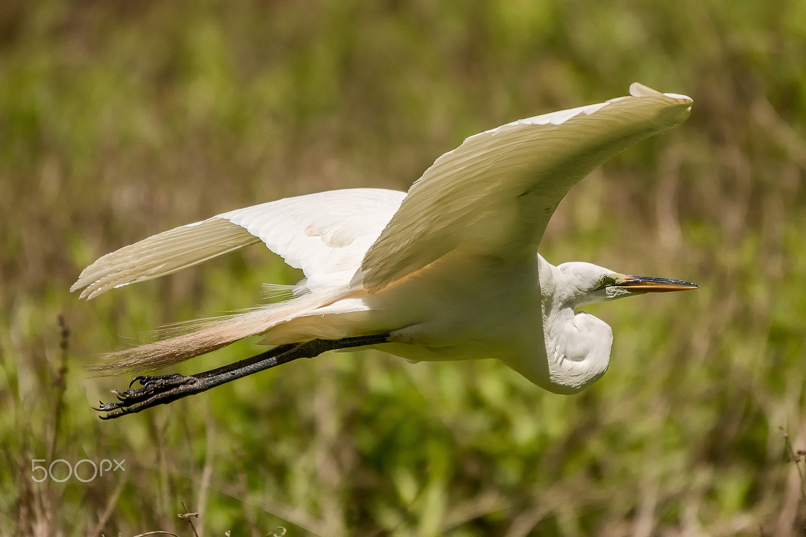 Sigma 50-500mm f/4-6.3 APO HSM EX sample photo. Great white egret flying in audubon swamp closeup photography