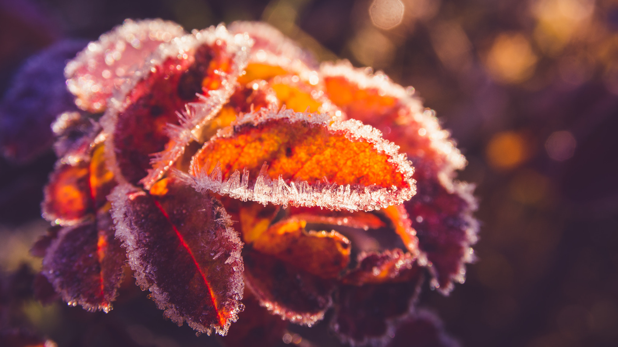 Sigma 17-70mm F2.8-4 DC Macro OS HSM | C sample photo. Winter morning photography
