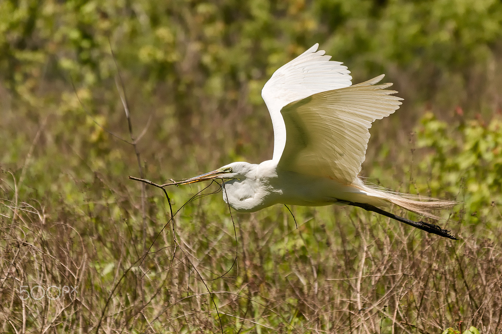Sigma 50-500mm f/4-6.3 APO HSM EX sample photo. Great white egret gathering flying branch to nest photography