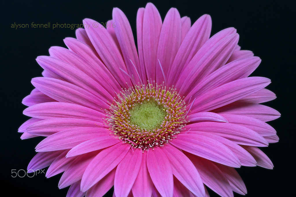 Canon EF 100mm F2.8 Macro USM sample photo. Pink gerbera daisy iii photography
