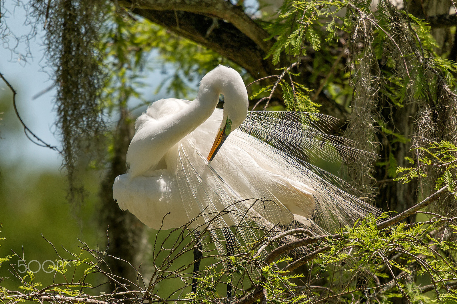 Sigma 50-500mm f/4-6.3 APO HSM EX sample photo. Great white egret preening mating plumage photography