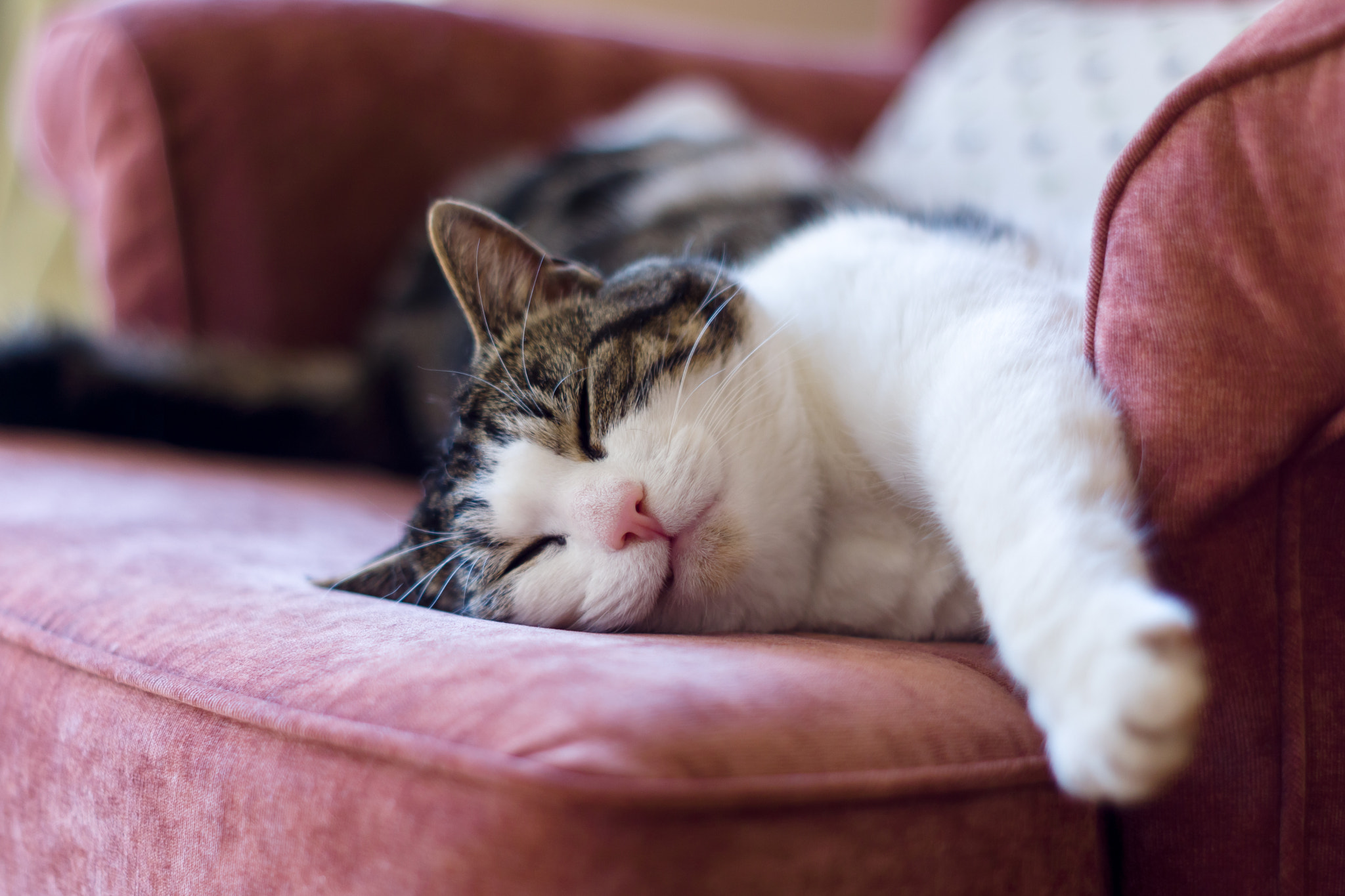 Sony SLT-A65 (SLT-A65V) + Minolta AF 50mm F1.7 sample photo. Lazy cat photography